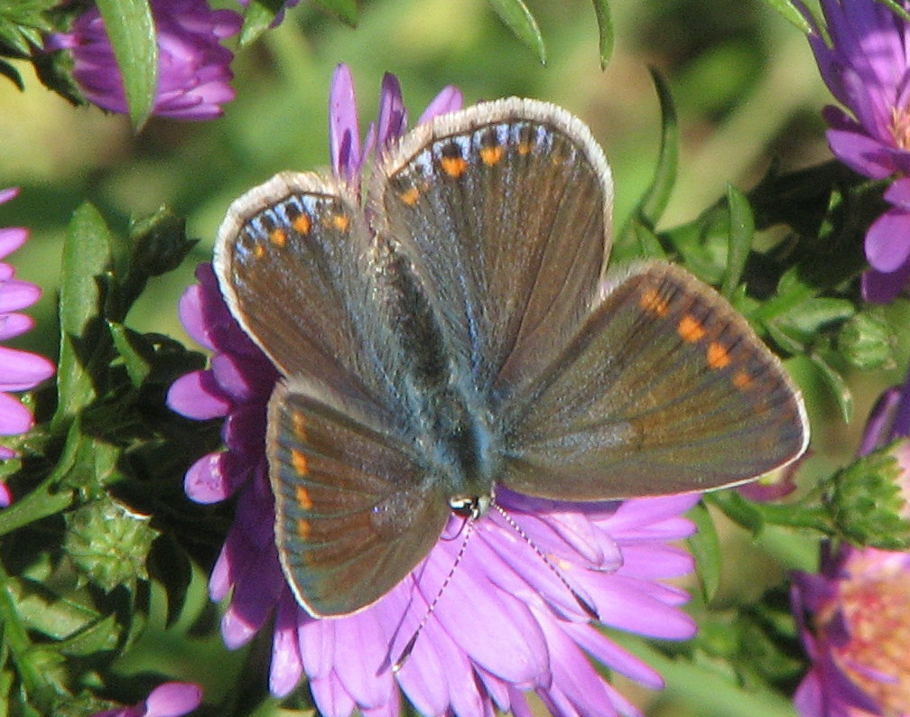 Lycaenidae da identificare